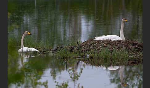 Singschwan (Cygnus cygnus)