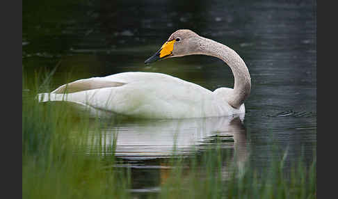 Singschwan (Cygnus cygnus)