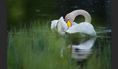 Singschwan (Cygnus cygnus)