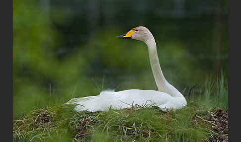 Singschwan (Cygnus cygnus)