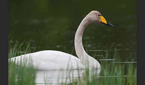 Singschwan (Cygnus cygnus)