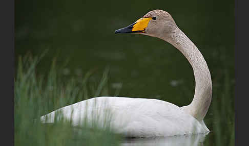 Singschwan (Cygnus cygnus)