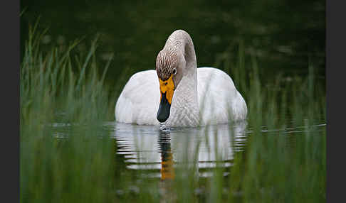 Singschwan (Cygnus cygnus)