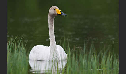 Singschwan (Cygnus cygnus)