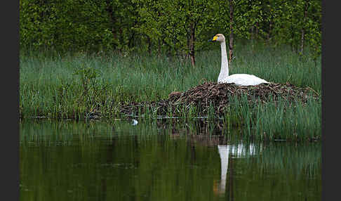 Singschwan (Cygnus cygnus)