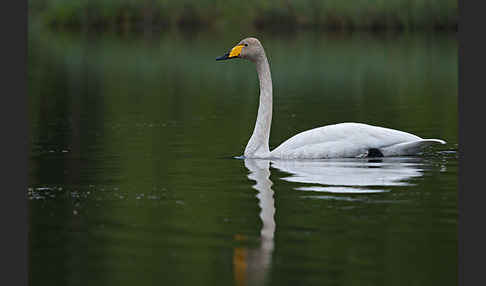 Singschwan (Cygnus cygnus)