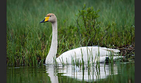 Singschwan (Cygnus cygnus)