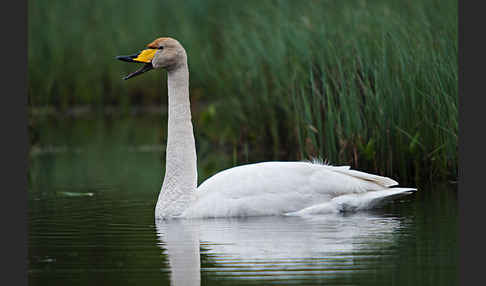 Singschwan (Cygnus cygnus)