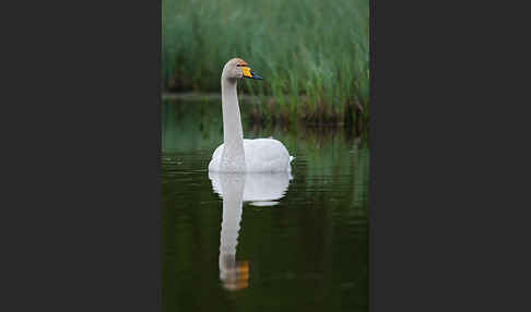 Singschwan (Cygnus cygnus)