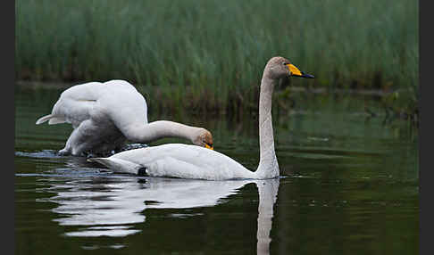 Singschwan (Cygnus cygnus)