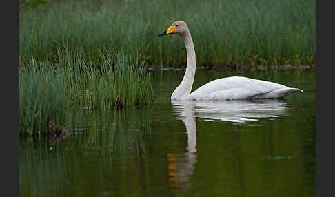 Singschwan (Cygnus cygnus)