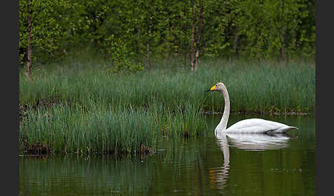 Singschwan (Cygnus cygnus)