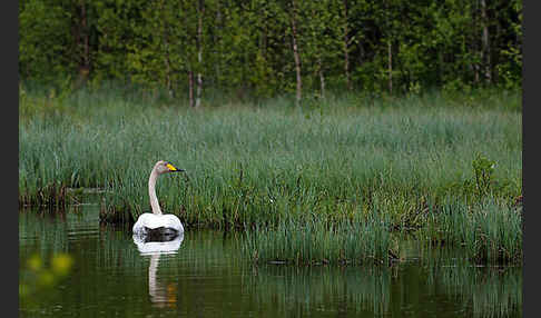 Singschwan (Cygnus cygnus)