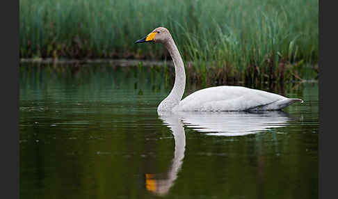 Singschwan (Cygnus cygnus)