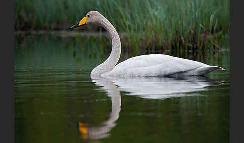 Singschwan (Cygnus cygnus)