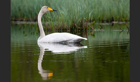 Singschwan (Cygnus cygnus)