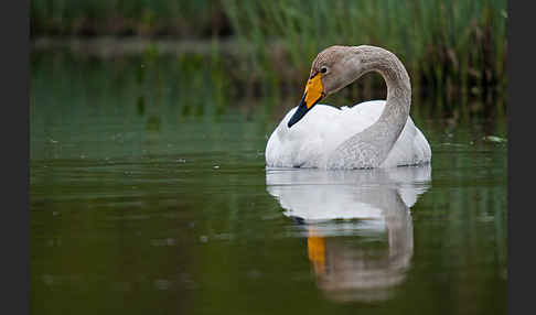 Singschwan (Cygnus cygnus)