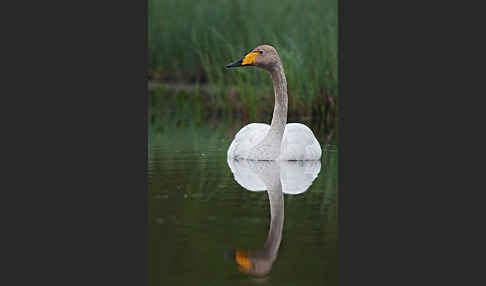 Singschwan (Cygnus cygnus)