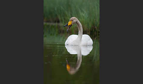 Singschwan (Cygnus cygnus)