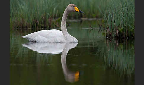 Singschwan (Cygnus cygnus)