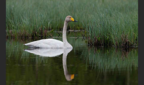 Singschwan (Cygnus cygnus)