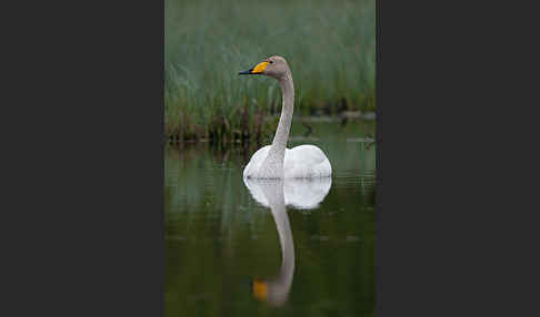 Singschwan (Cygnus cygnus)