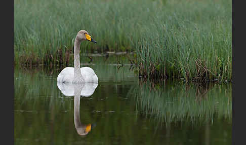 Singschwan (Cygnus cygnus)