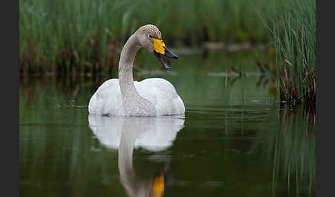 Singschwan (Cygnus cygnus)