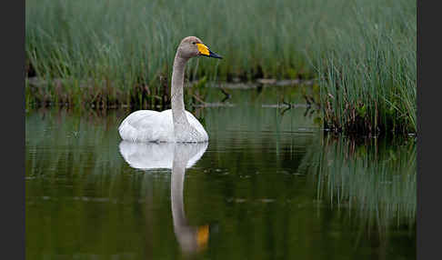 Singschwan (Cygnus cygnus)