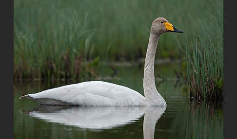 Singschwan (Cygnus cygnus)