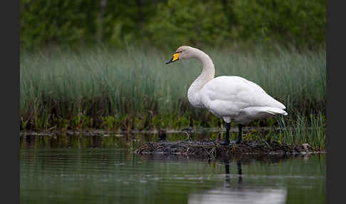 Singschwan (Cygnus cygnus)