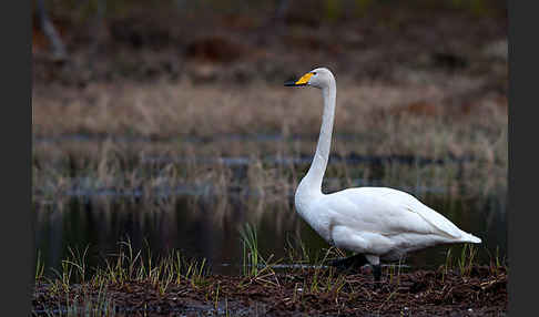 Singschwan (Cygnus cygnus)