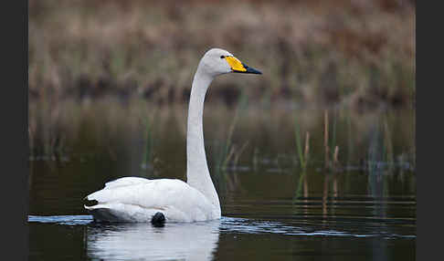 Singschwan (Cygnus cygnus)