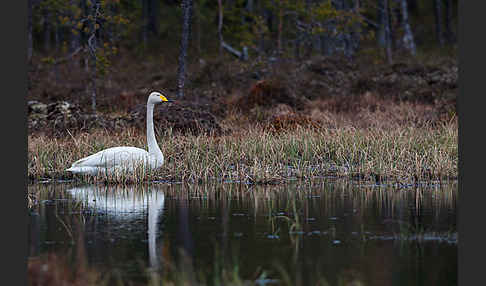 Singschwan (Cygnus cygnus)