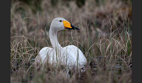 Singschwan (Cygnus cygnus)