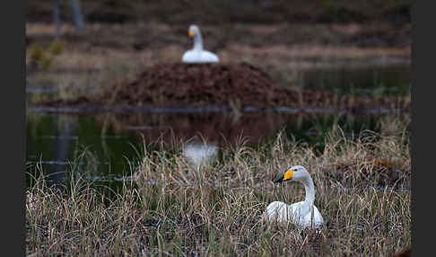 Singschwan (Cygnus cygnus)