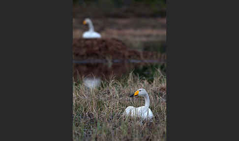 Singschwan (Cygnus cygnus)