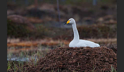 Singschwan (Cygnus cygnus)