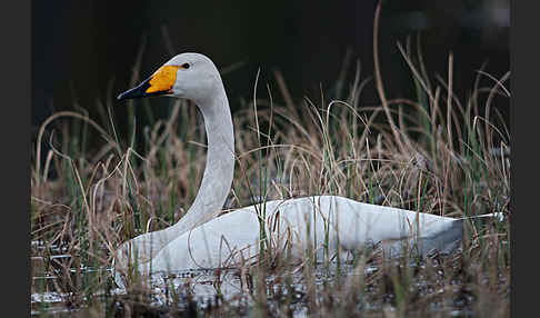 Singschwan (Cygnus cygnus)