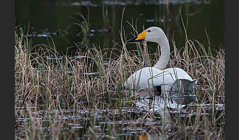 Singschwan (Cygnus cygnus)