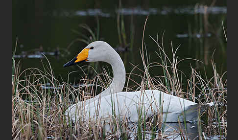 Singschwan (Cygnus cygnus)