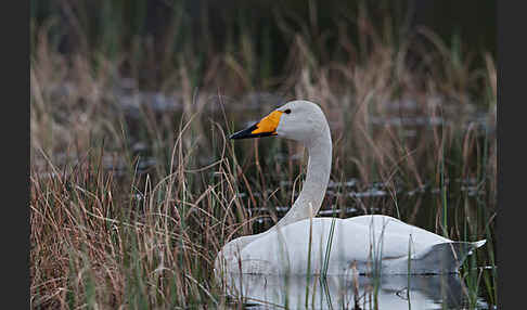 Singschwan (Cygnus cygnus)