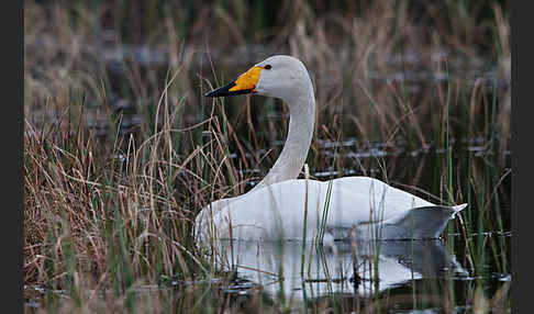 Singschwan (Cygnus cygnus)