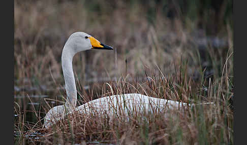 Singschwan (Cygnus cygnus)