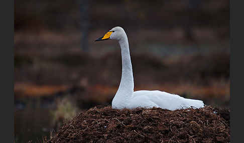 Singschwan (Cygnus cygnus)