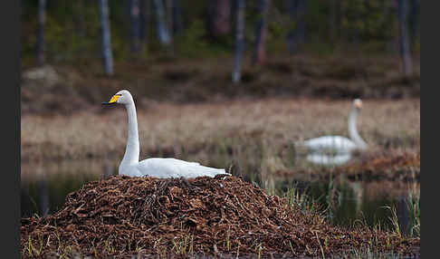 Singschwan (Cygnus cygnus)