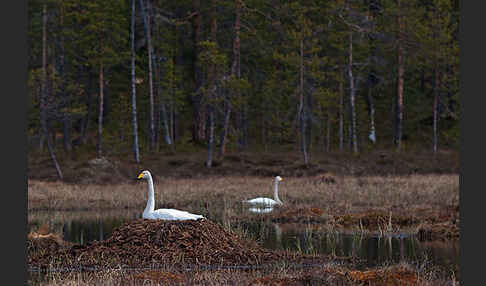 Singschwan (Cygnus cygnus)