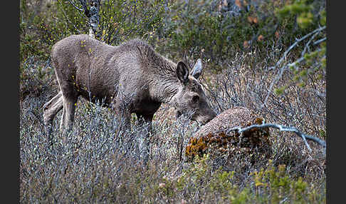 Elch (Alces alces)