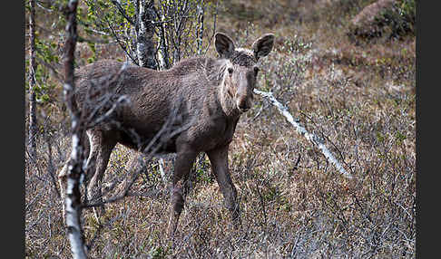 Elch (Alces alces)