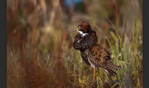 Kampfläufer (Philomachus pugnax)